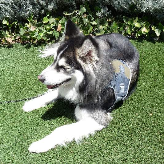 Arnés para Perro Discovery Koala color Azul