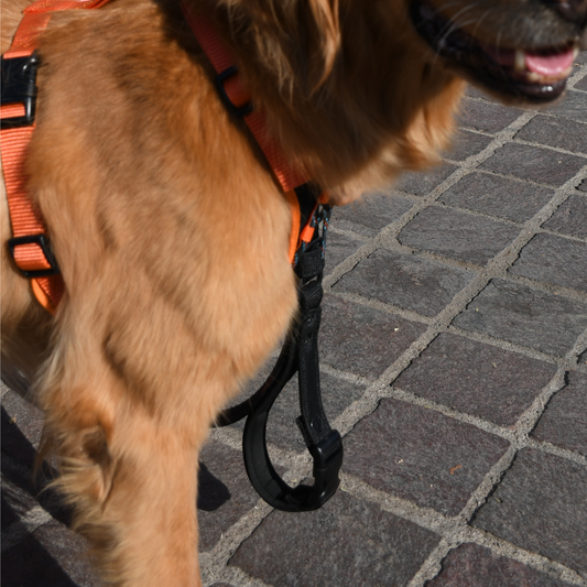 Correa para Perro Mango con Hebilla Ajustable Discovery Coipo color Negro