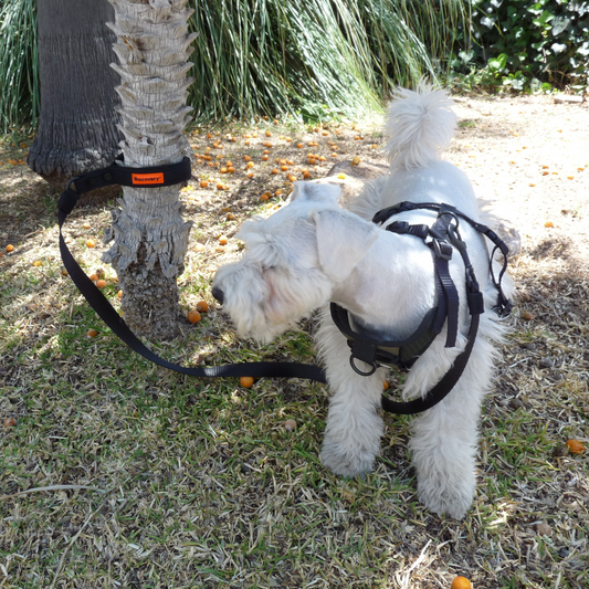 Correa para Perro Mango con Hebilla Ajustable Discovery Coipo color Verde