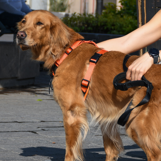 Correa para Perro Mango con Hebilla Ajustable Discovery Coipo color Negro